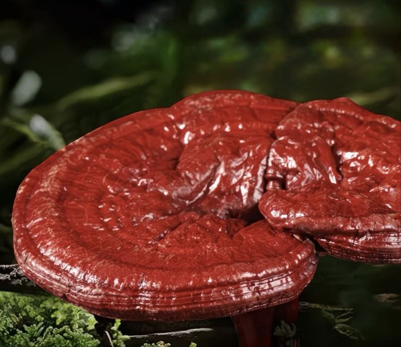 Гриб Рейши трутовик лакированный