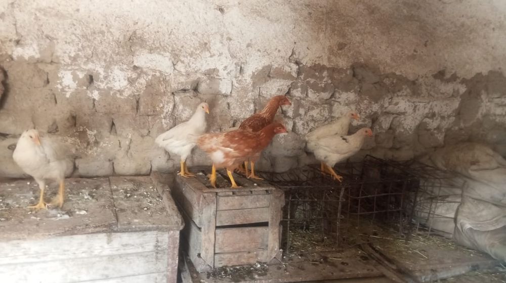 Продам цыплят несушек