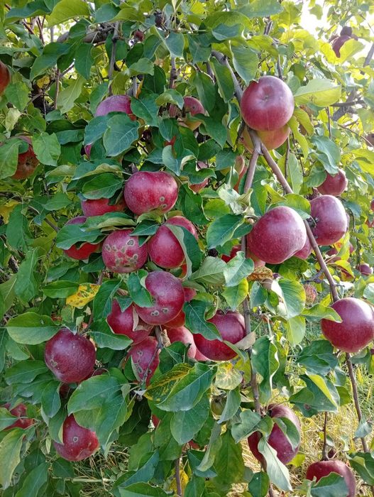 Яблоки продам звоните пишите на номер