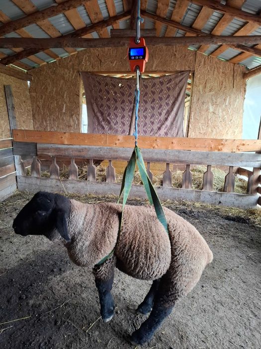 Berbecuț suffolk din părinți cu pedigree