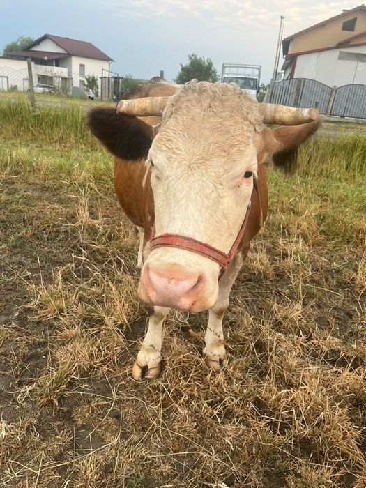 Vând vaca de lapte bălțată gestanta și un vițel