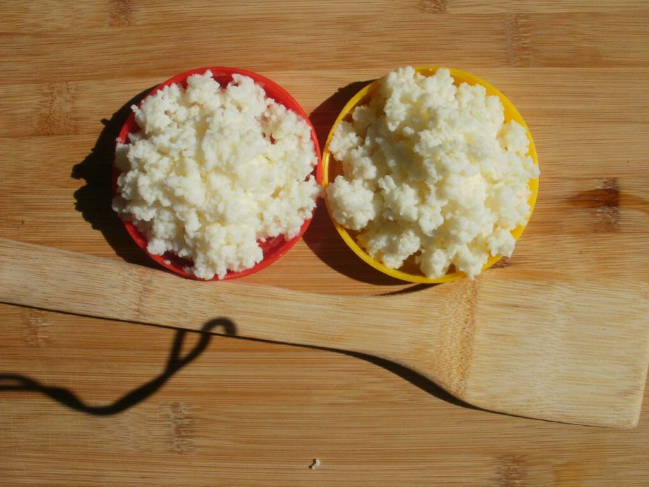 Жива Тибетска кефирена гъба за млечен кефир