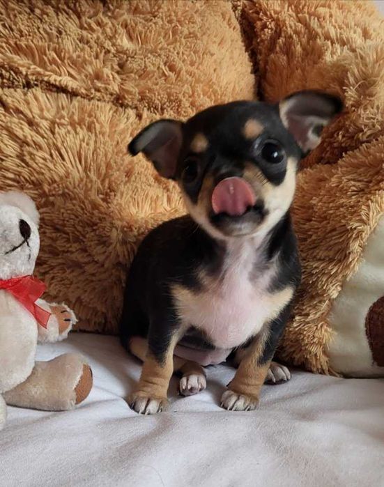 Кученцата Чихуахуа