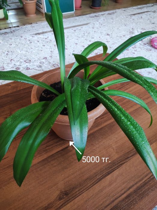 Комнатные растения