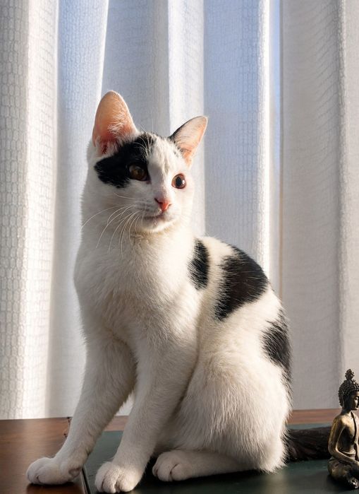 Котенок мальчик бесплатно
