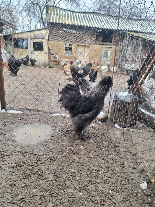 Cocoși mătase japoneză