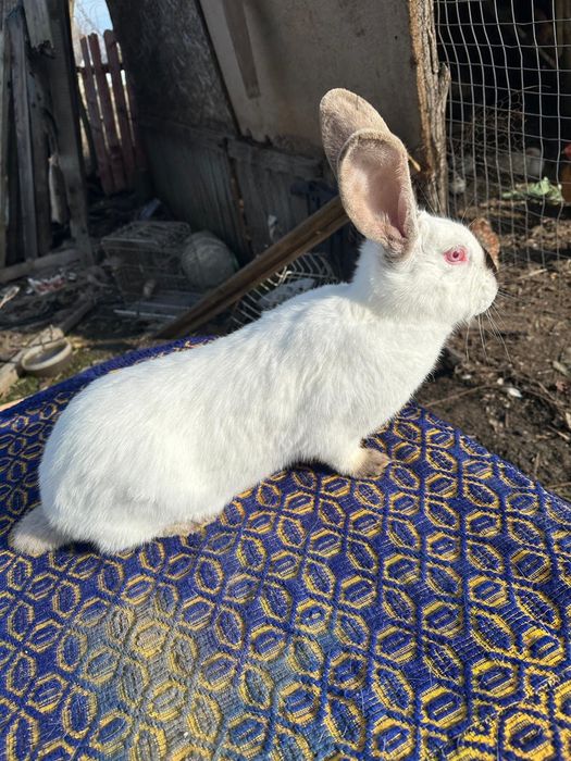 Uriaș de Transilvania schimb cu Rex tricolor