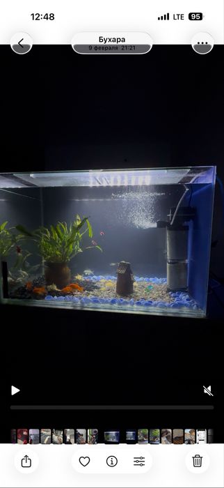 Аквариум 120 литров (полный комплект с рыбами)баликча