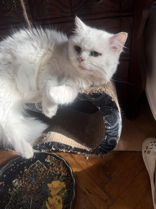 Породисти котета