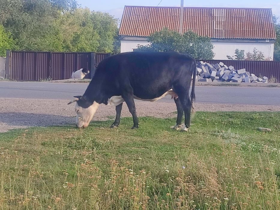 Продам корову, сиыр сатамын