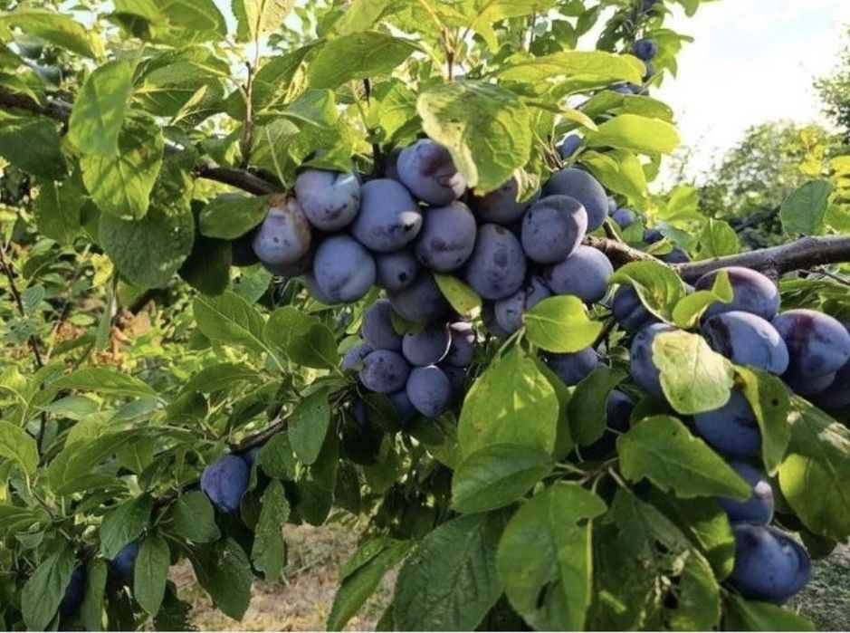 Vand prune coapte