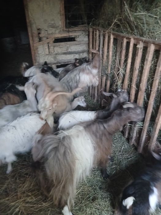 Capre tapi si iezi