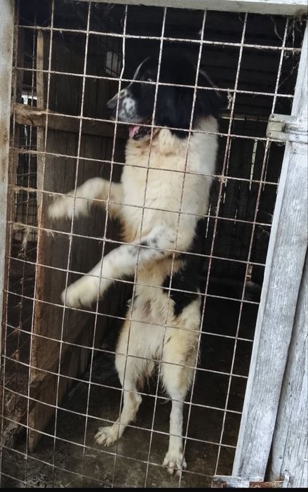 Donez ciobanesc de bucovina