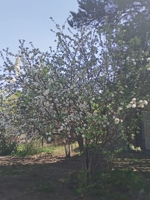 Продам дачу сад Яблонька