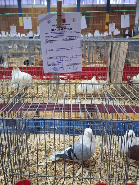 Pescarusi germani 200 roni