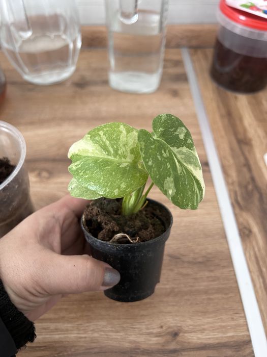 Монстера тайское созвездие