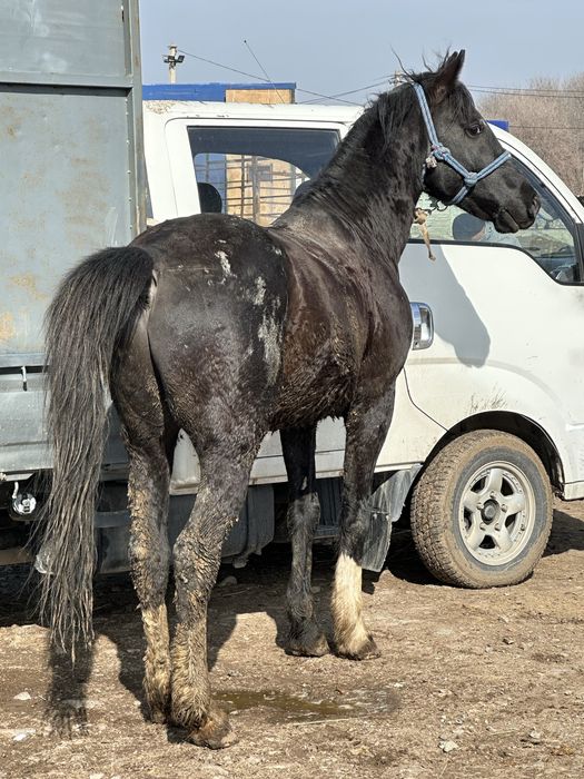 Айгыр жеребец конь айғыр