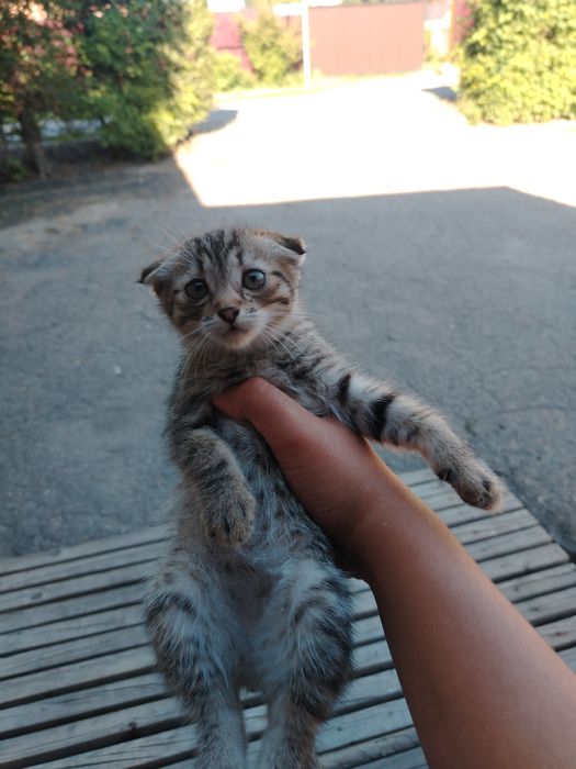 Отдам котёнок в добрые руки!