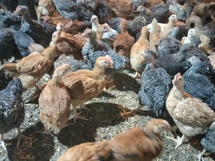 Pui rasa mixta si alb de carne  cu livrare