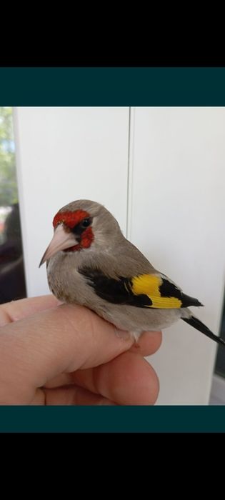 Щеглы  самцы  поющие  продам