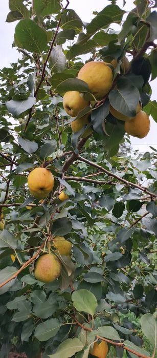 Продается дом в районе ГРП