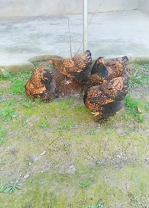 ZOLOTA brama TUXM JOJASI 1 oyligacham