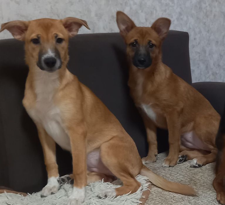 отдам собак в добрые руки