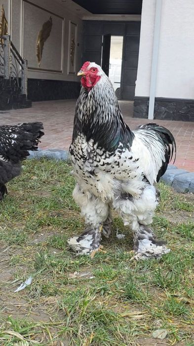 Brama tovuq tuxumi va joʻjasi sotiladi. Qoni va zoti tozasi.