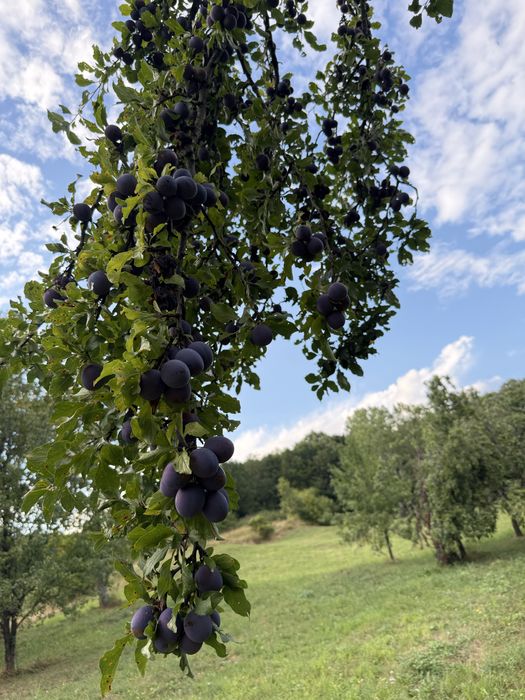 Prune grase bio 100%  pentru țuica