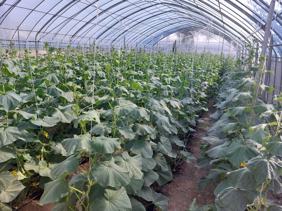 Продается теплица