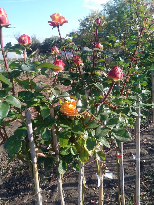 Като дръвче ароматни