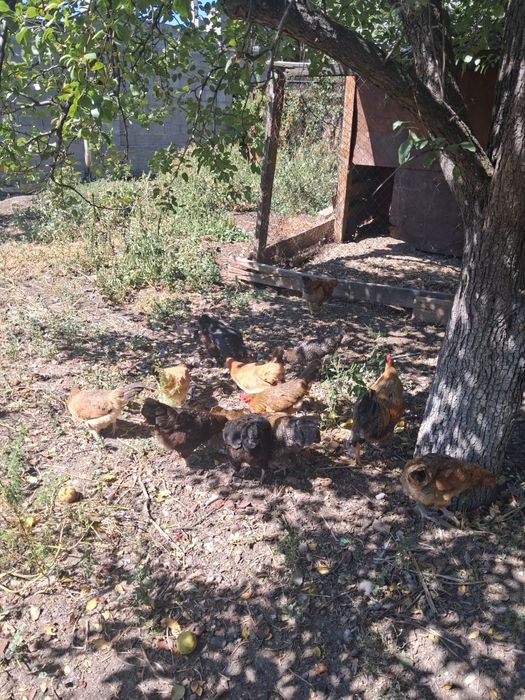 Продам домашних кур