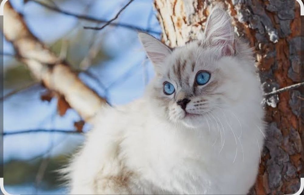 Продаются котята