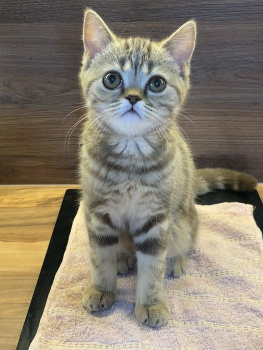 котенок шотландской породы девочка
