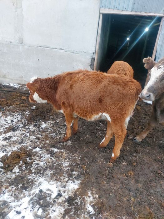 Продам телят в городе