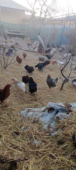 Товук ва хурозлар