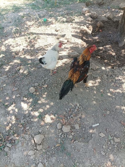 Dakan xoroz bilan adler tovuq