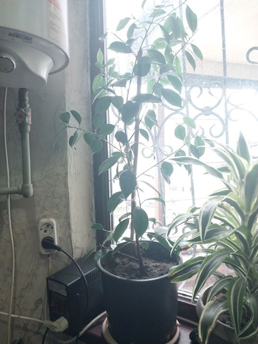 Большие комнатные цветы