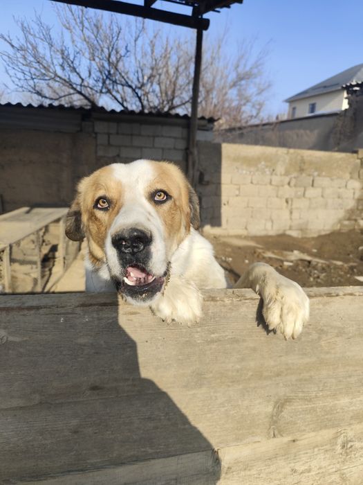 Собакен. По кличке Боран.