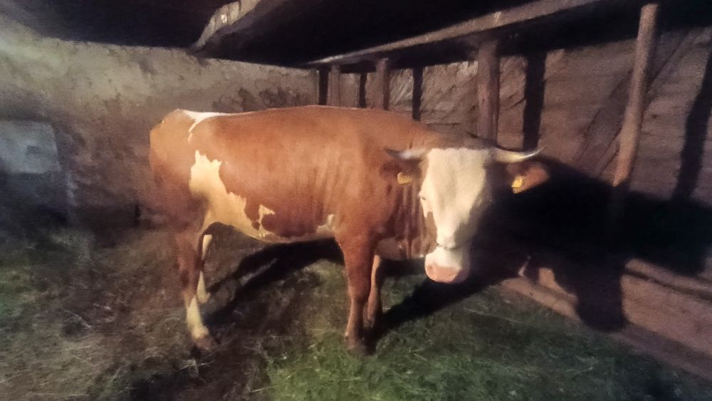 Vând vaca bălțată românească