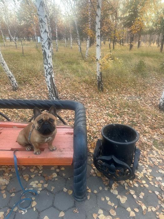 Французский бульдог вязка