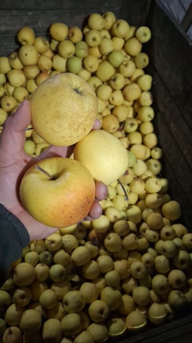 Vând mere Românești