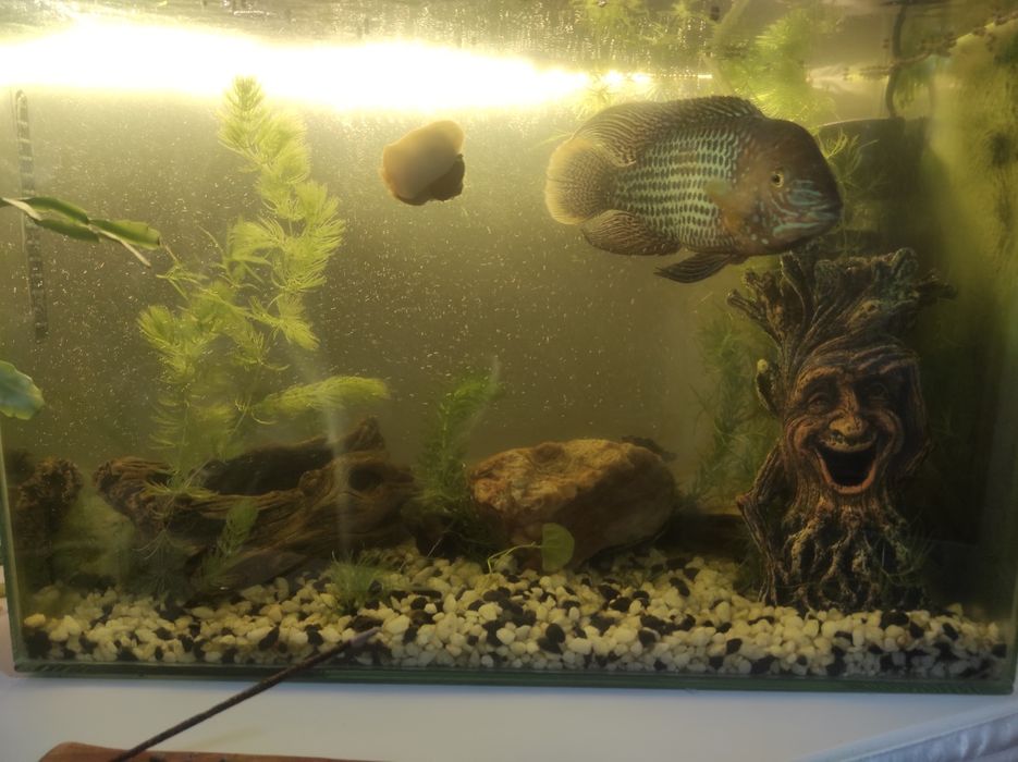 Продам аквариум 60 литров