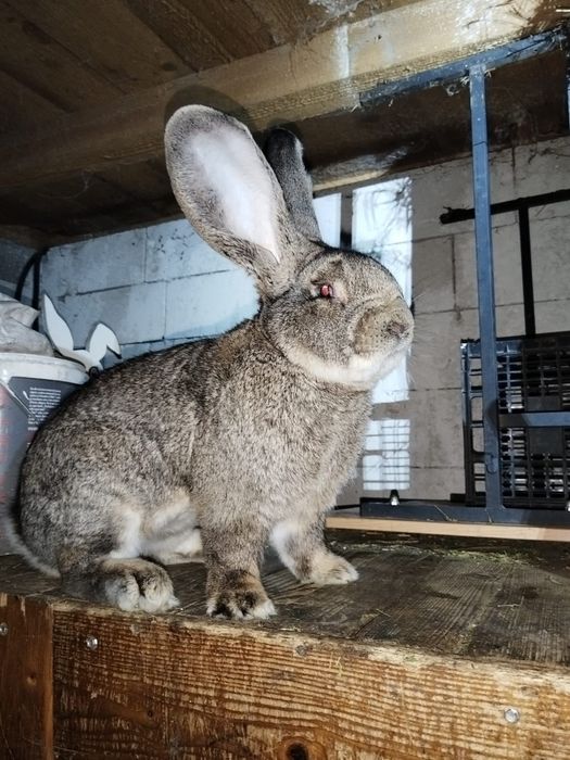 Pui de gaina din rasele Paduane Chamoise.