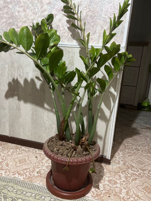 Комнатные расстения