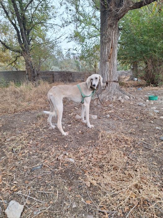 Тазы ит жоғалды! Пропала собака