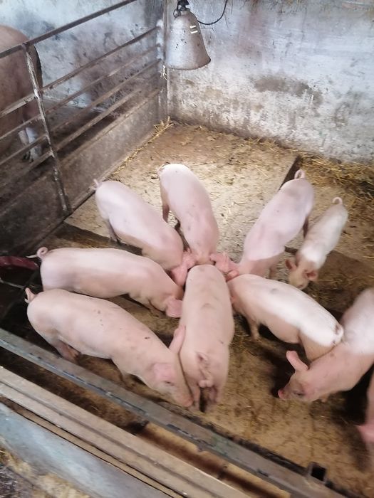 Продавам малки прасета
