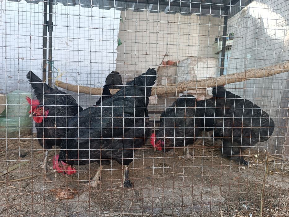 Кора товуклар хаммаси тухумга 8 та товук 1 та хуроз соглом