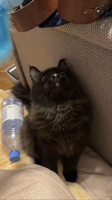 Сибирский котенок в добрые руки!