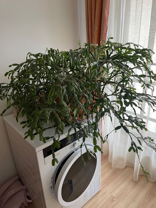 Ficus , pui de smochin , flori , muscate